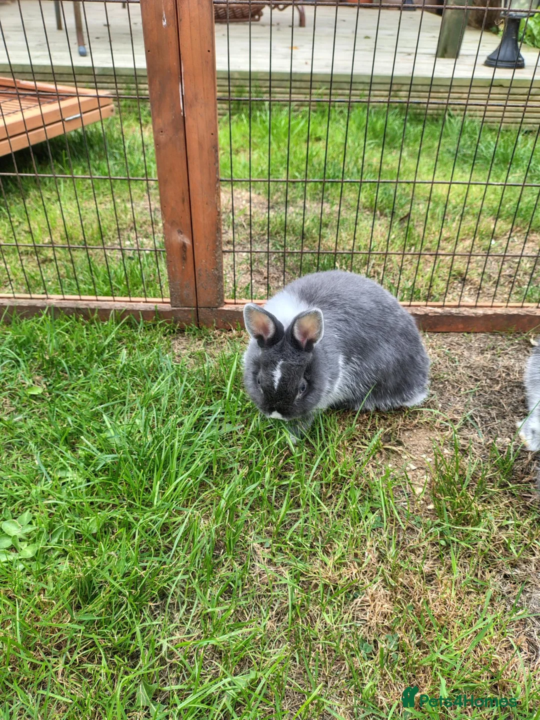 Netherland Dwarf rabbits for sale: Young female Netherlands dwarf rabbits in Weymouth - Advert 1