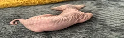 Sphynx cats for sale: Beautiful sphynx babies  - Advert 10