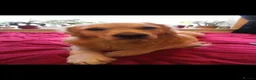 Golden Retriever dogs for stud: Golden retriever stud proven  - Advert 12