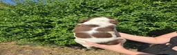 English Springer Spaniel dogs for sale: 7 Springer Spaniel Puppies ready for collection  - Advert 7