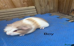 Guinea Pig rodents for sale: Ready 20th August gorgeous guinea pigs - Image 1
