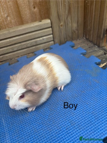 Guinea Pig rodents - Advert 2