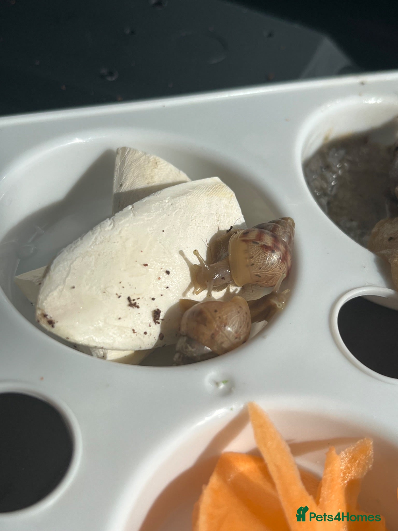 Snails invertebrates 2 baby giant African land snails for sale - Advert 7