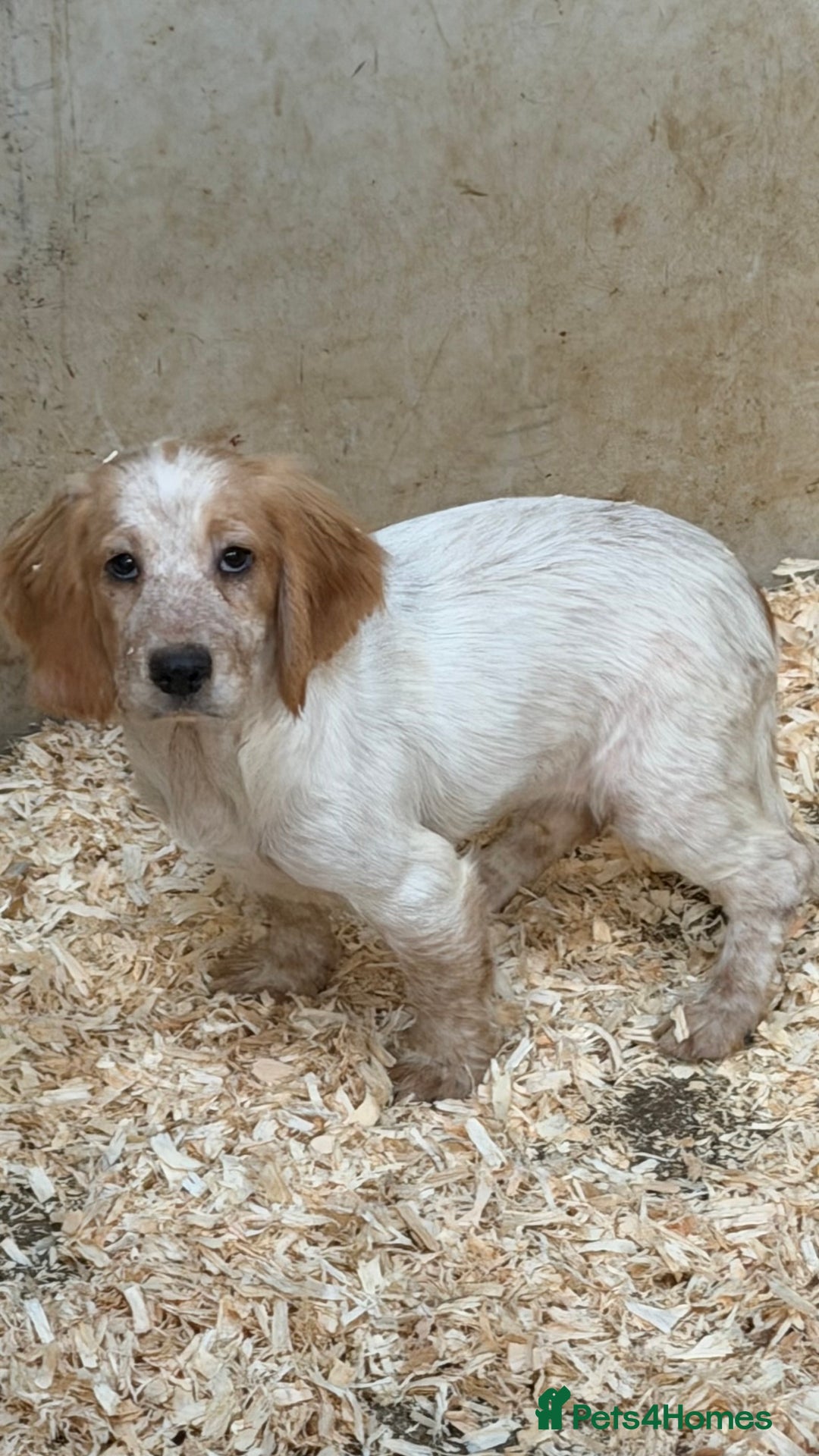 Sprocker dogs for sale: 4 Sprocker Spaniels  - Advert 11