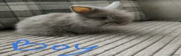 Lionhead rabbits for sale: Lionhead double maned - Advert 6