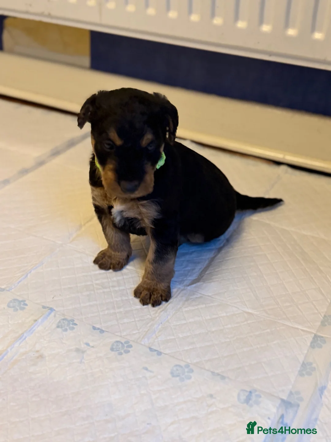 Airedale Terrier dogs for sale: 1 female available in Kettering - Advert 8