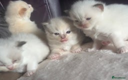 Ragdoll cats for sale: Tortie flame mink sepia tica  - Image 16