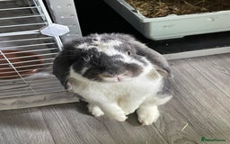 Mixed Breed rabbits for sale: Bonded bunnies  - Image 5