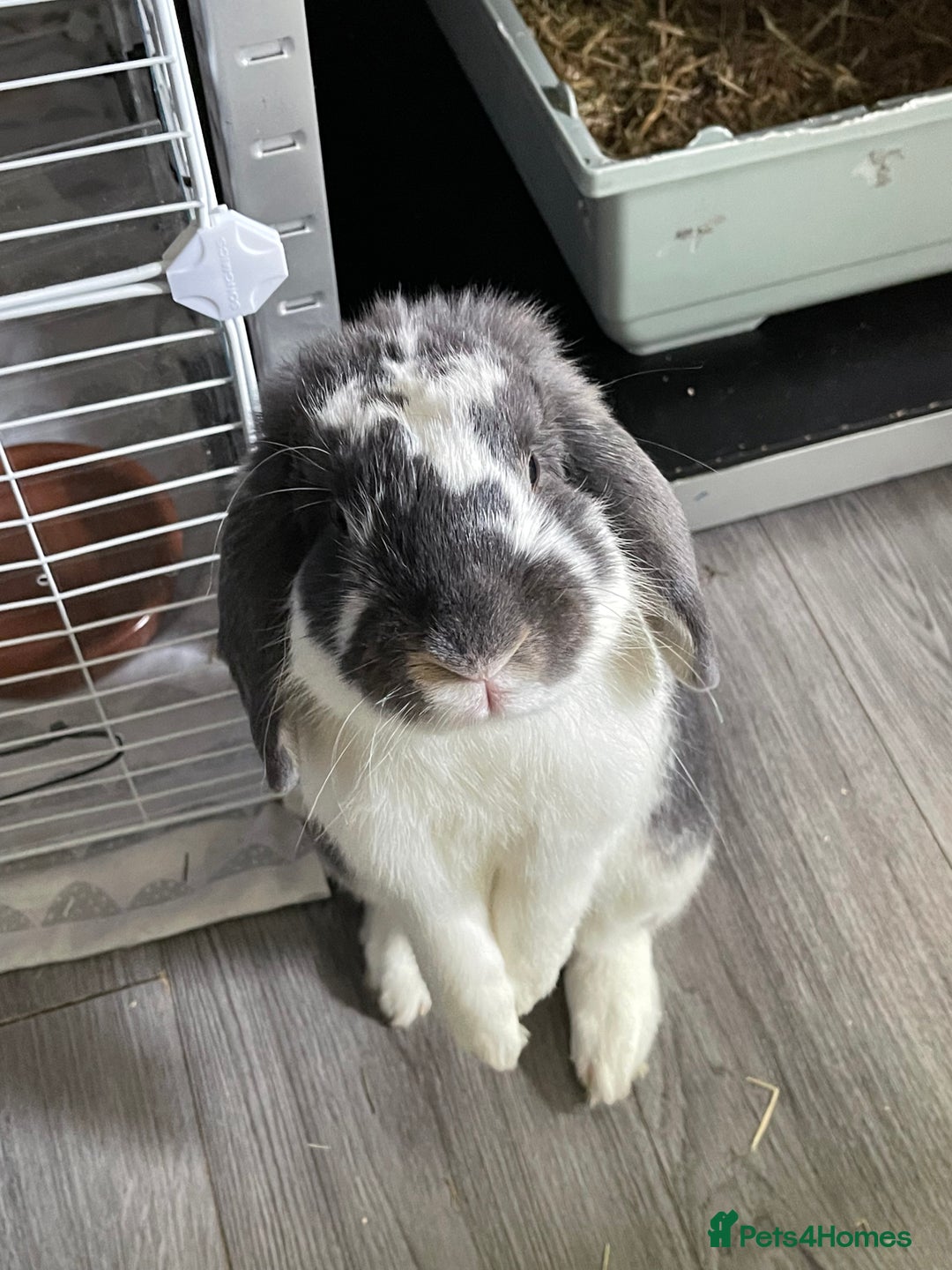 Mixed Breed rabbits for sale: Bonded bunnies  - Image 5