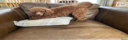 Toy Poodle dogs for stud: Health tested fox red toy poodle stud  in Stevenage - Advert 3