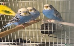 Budgerigars birds for sale: Budgies for sale  - Image 9