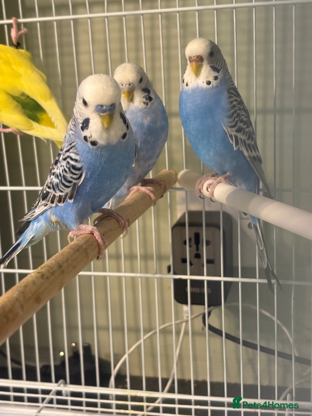 Budgerigars birds for sale: Budgies for sale  - Image 9