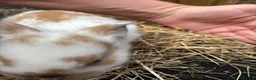 Lionhead rabbits for sale: Lion heads  - Advert 6