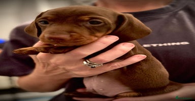 Miniature Dachshund dogs - Advert 1