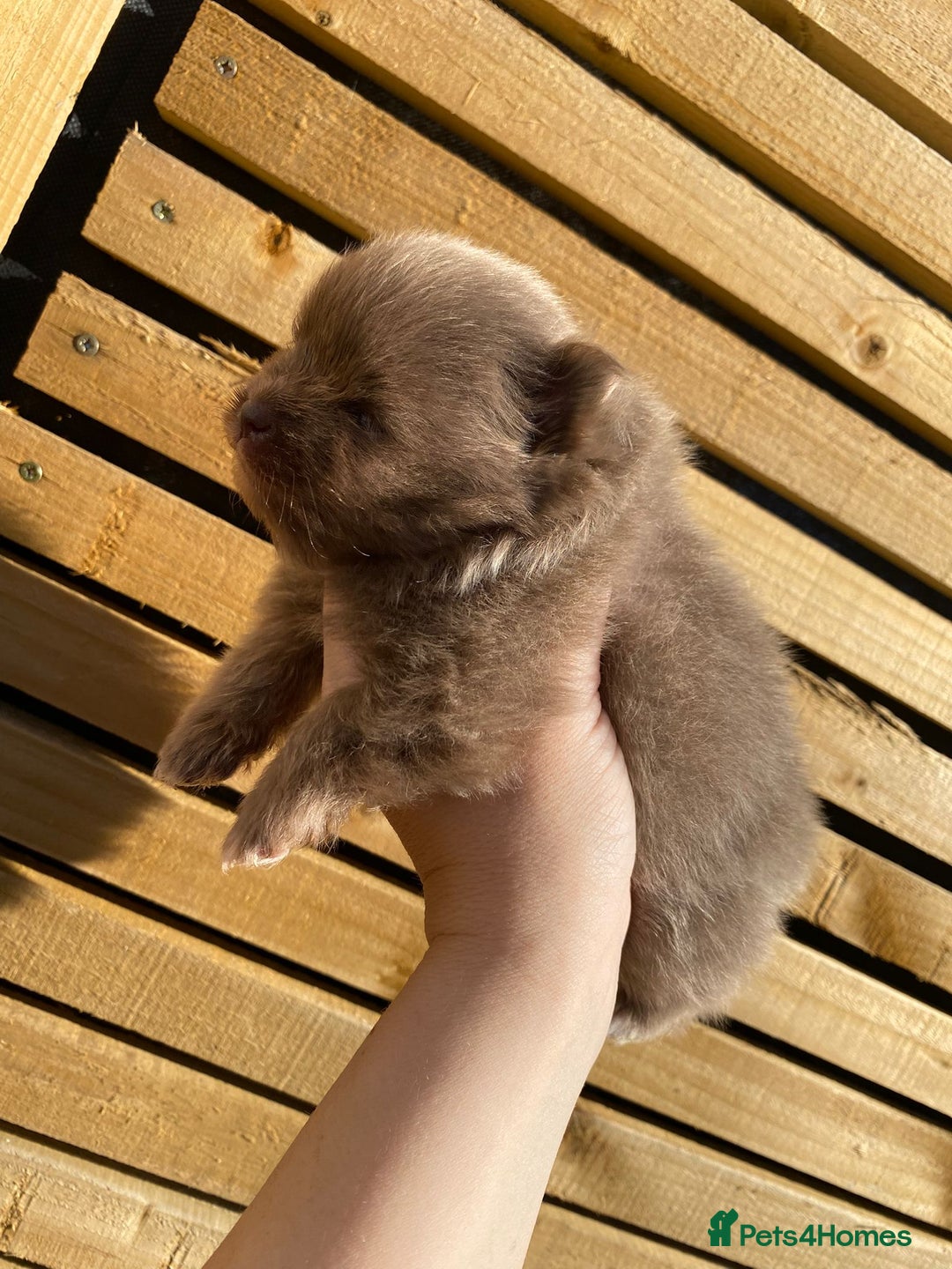 Pomeranian dogs for sale: outstanding true to typ pomeranian puppy's  - Image 12