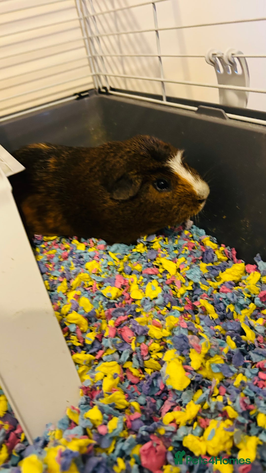 Guinea Pig rodents for sale: Two boars need a home - Advert 2