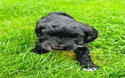Cockapoo dogs for sale: Cockapoo Babies 🐾🐾🐾 - Image 9