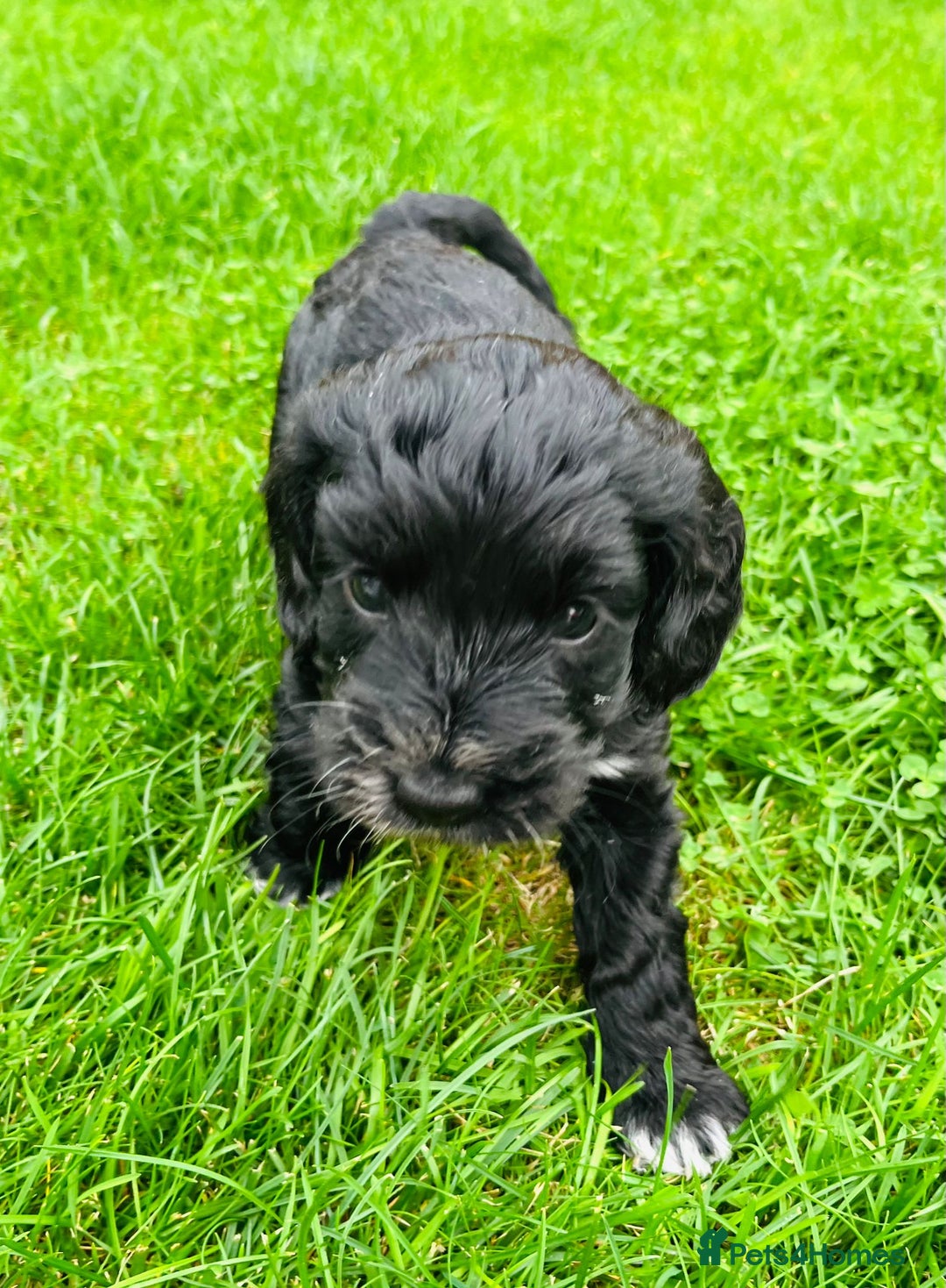 Cockapoo dogs for sale: Cockapoo Babies 🐾🐾🐾 - Image 9