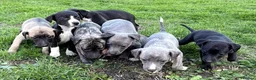 Whippet dogs for sale: Stunning Whippet Puppies for Sale in Dereham - Advert 6