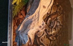 Python Snake reptiles for sale: Female ball python  - Image 3