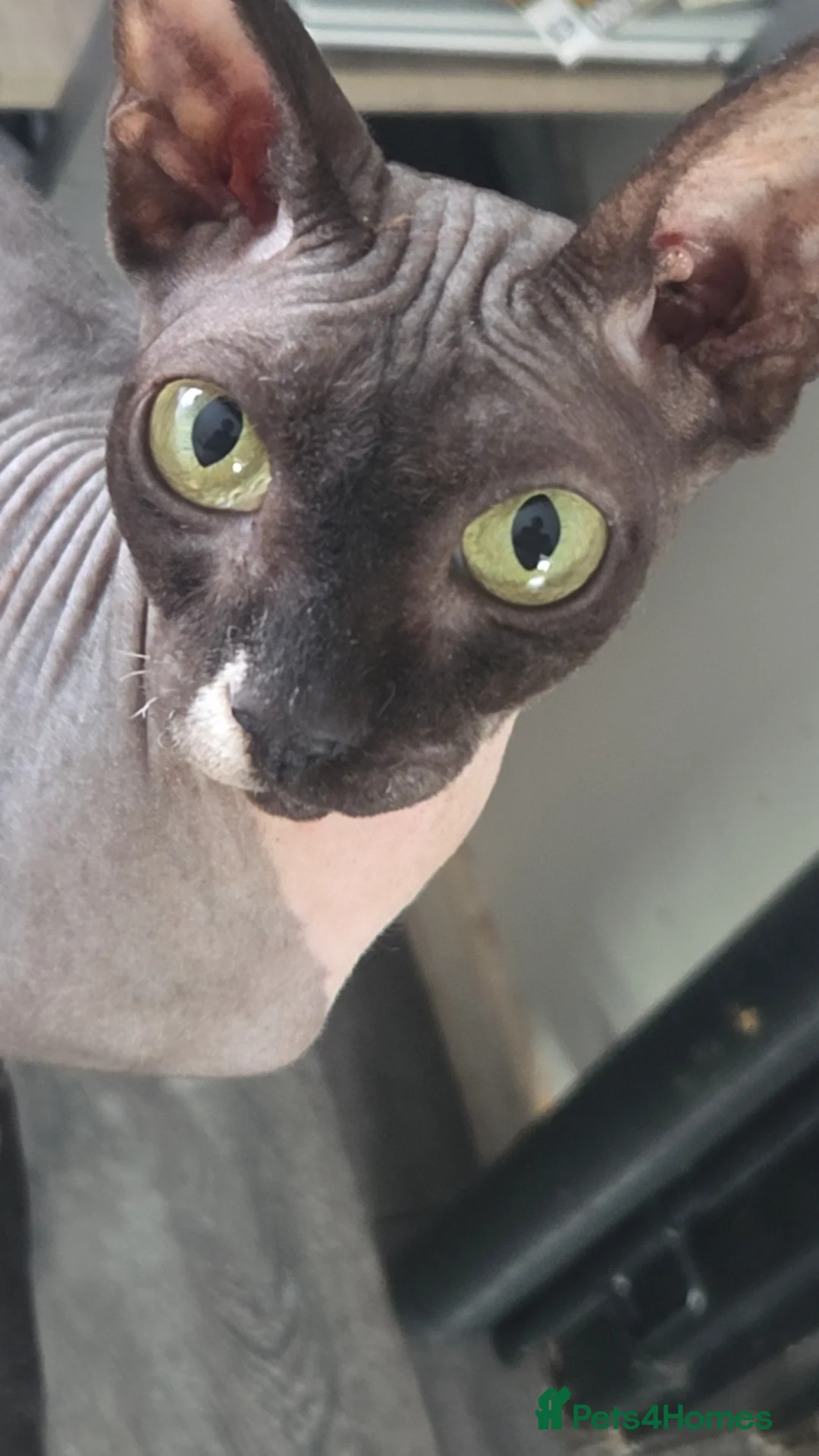 Sphynx cats for sale: 2 Beautiful cheeky Sphyn **   in Stockport - Advert 2