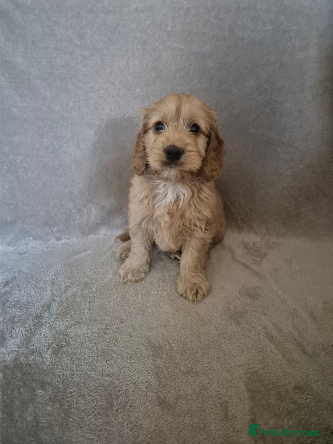 Cockapoo dogs for sale: Cockapoo puppies - Image 7
