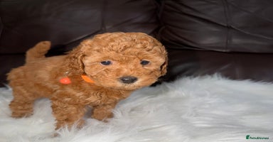 Toy Poodle dogs - Advert 11