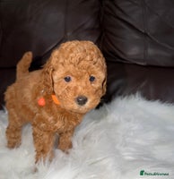 Toy Poodle dogs - Advert 11