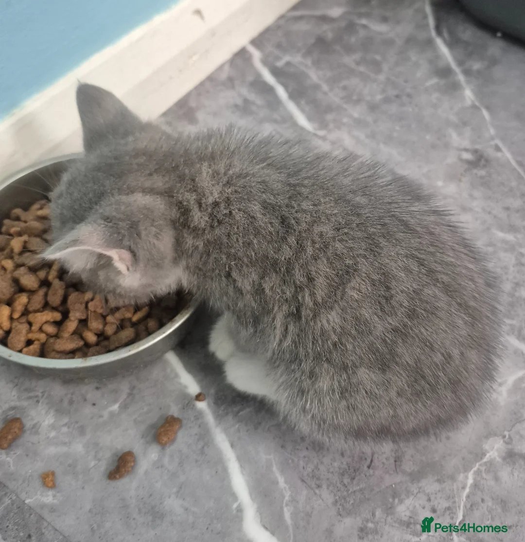 Mixed Breed cats for sale: Playful kittens 2f 1m - Advert 2