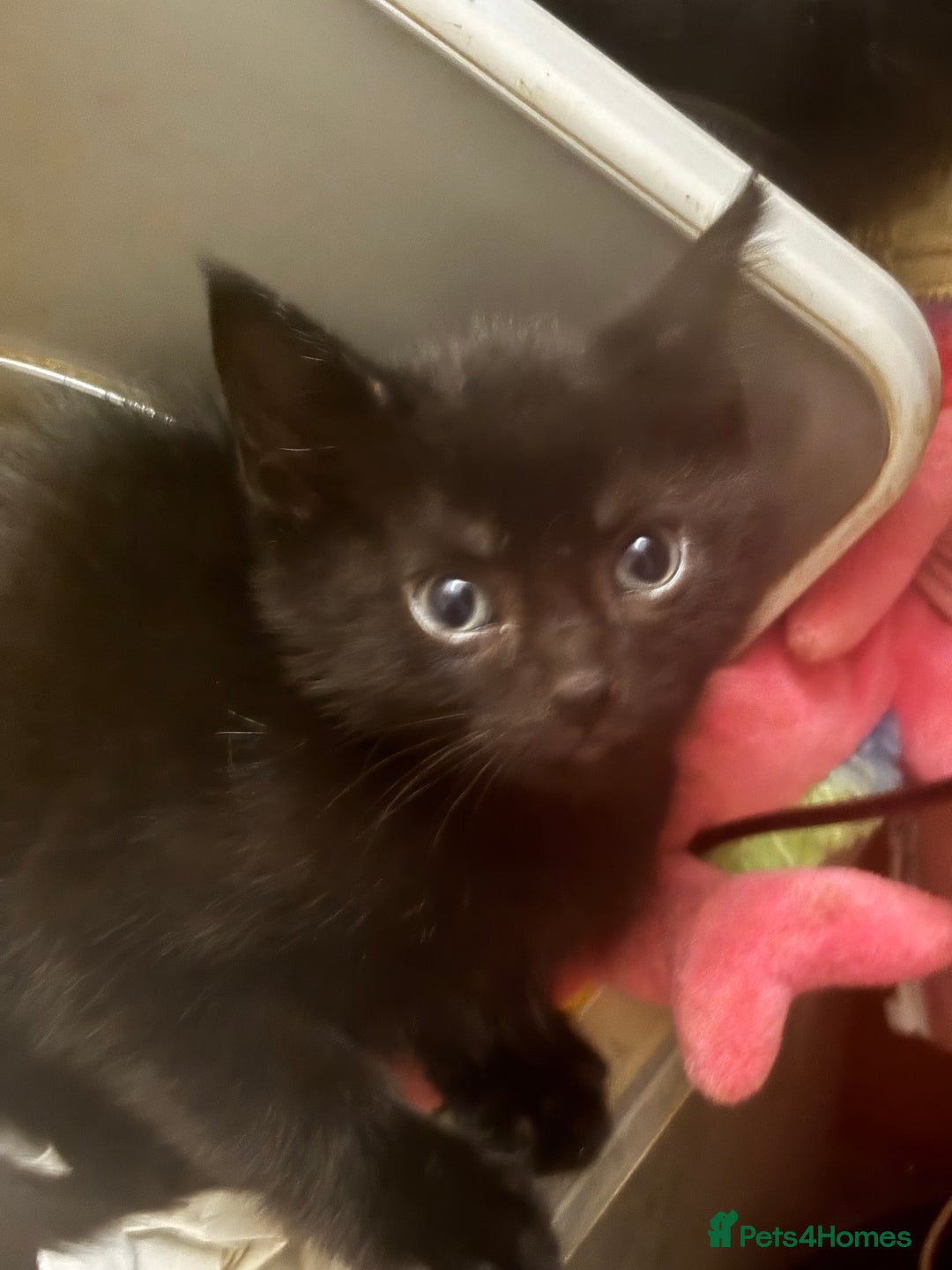 Mixed Breed cats for sale: Adorable Fluffy Kittens - Advert 16