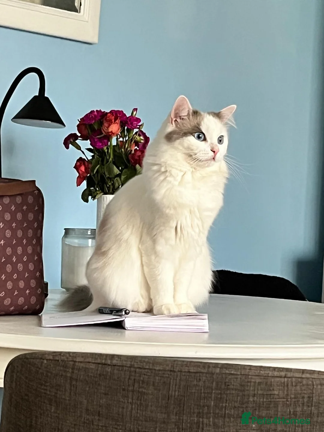 Ragdoll cats for stud: Looking Ragdol male for stud - Advert 1