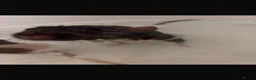 Rat rodents for sale: Female rats  - Advert 3