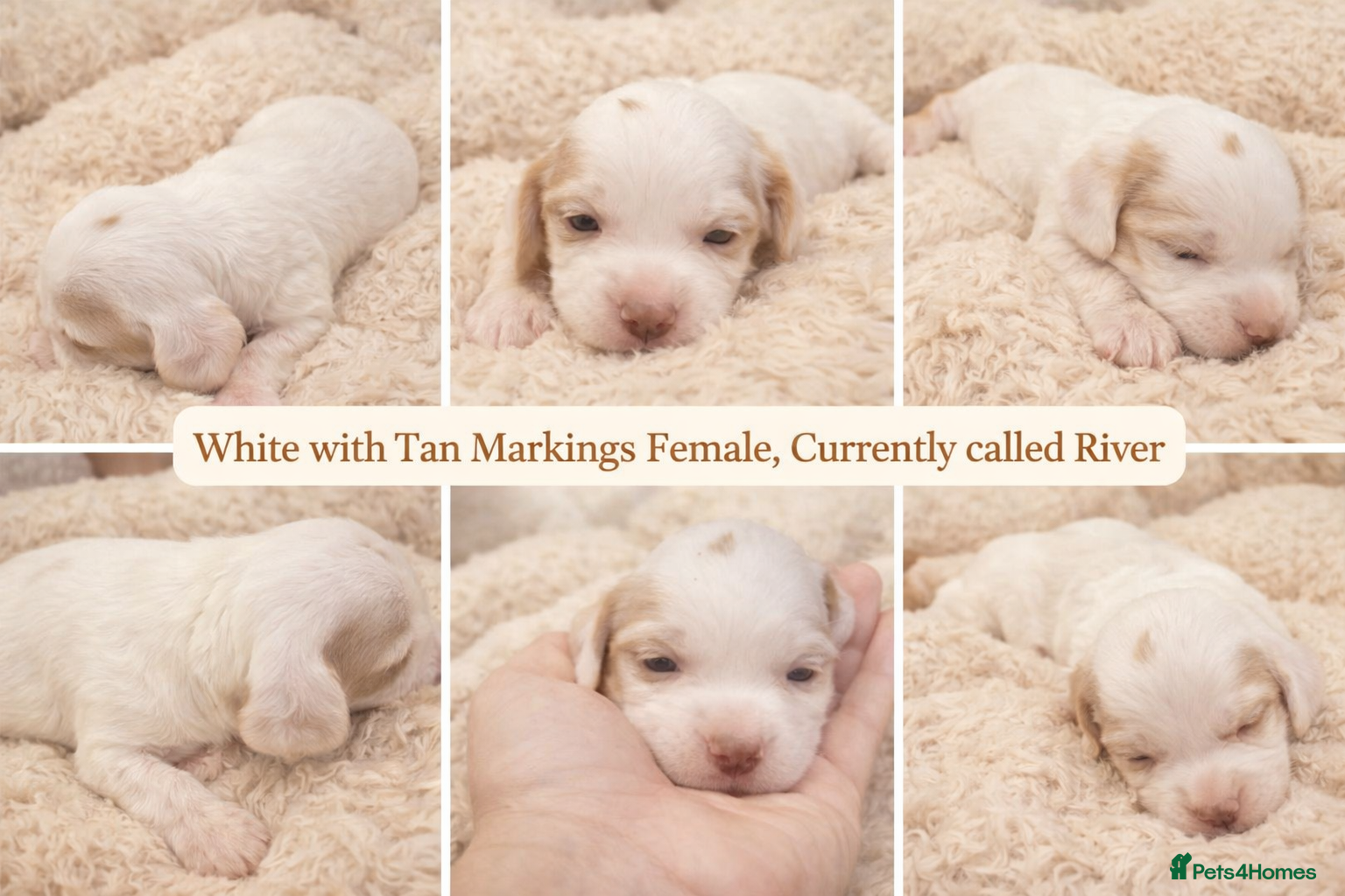 Cocker Spaniel dogs Beautiful Working Cocker Spaniel Puppies - Advert 2