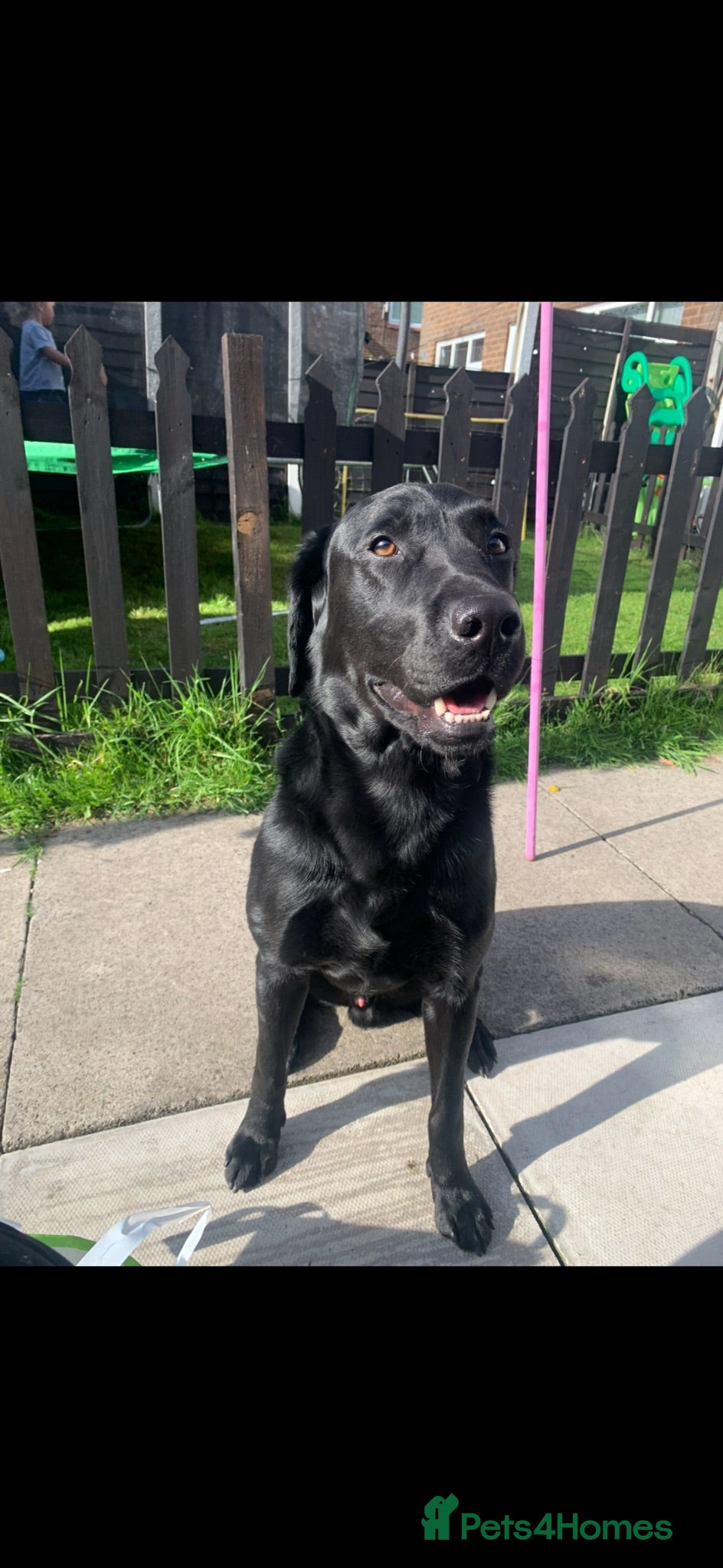 Labrador Retriever dogs American black Labrador  - Advert 4