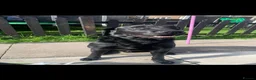 Labrador Retriever dogs for stud: American black Labrador  - Advert 1