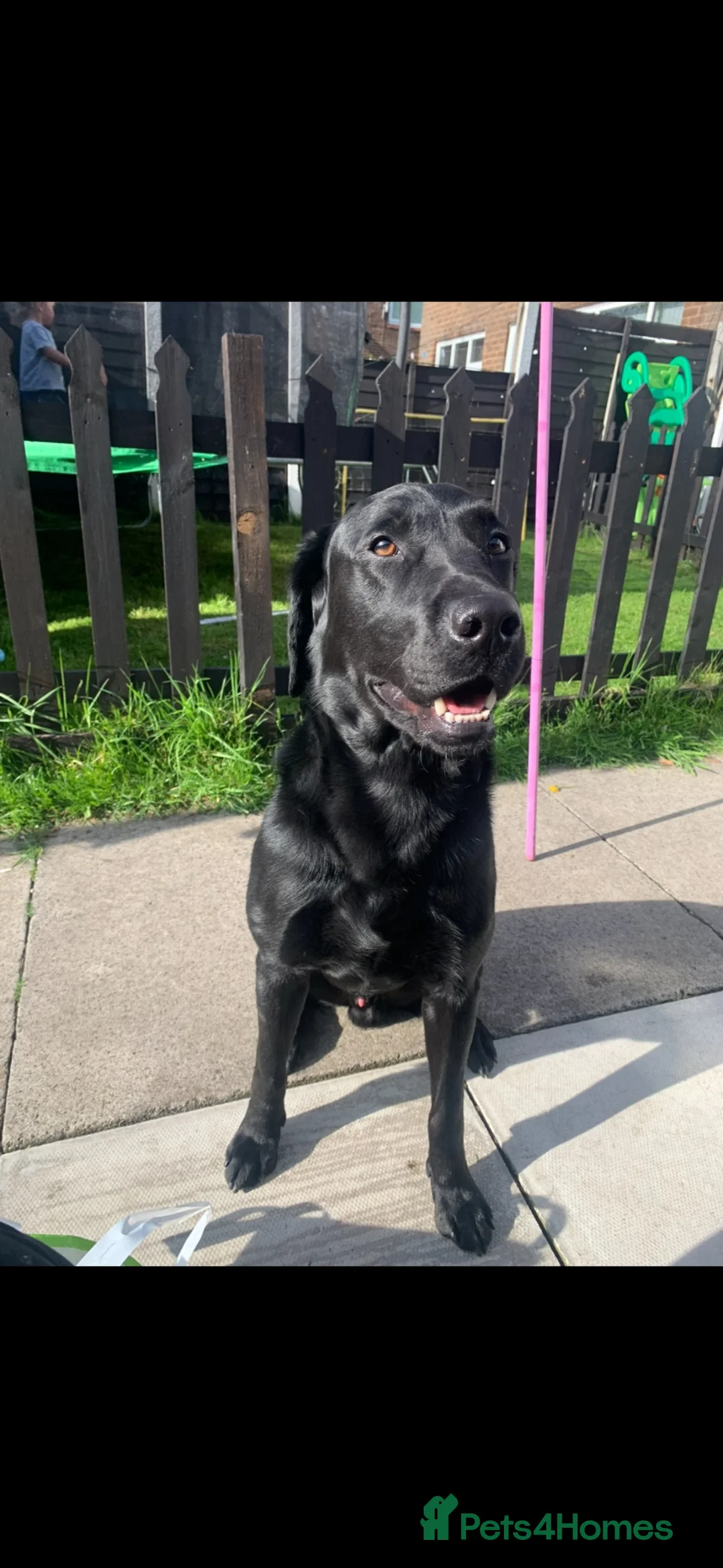 Labrador Retriever dogs for stud: American black Labrador  - Advert 1