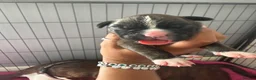 Boxer dogs for sale: Stunning Kc bobtail and tail boxers  - Advert 13