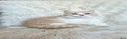 British Shorthair cats for sale: Gorgeous British shorthair kittens  - Advert 15