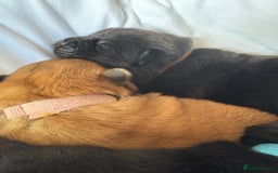 Chow Chow dogs for sale: Baby chow chows  - Image 2