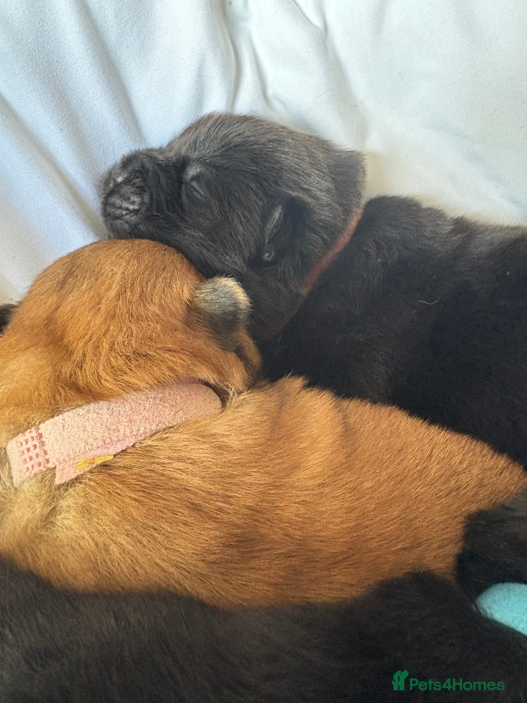 Chow Chow dogs for sale: Baby chow chows  - Image 2