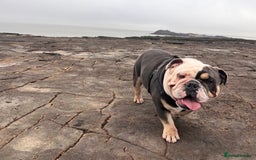 English Bulldog dogs for sale: English bulldog looking for new forever home - Image 7