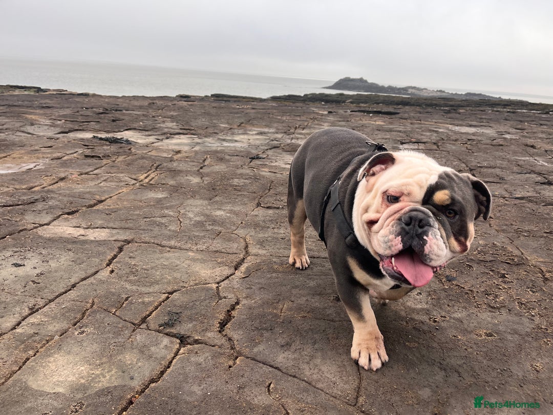 English Bulldog dogs for sale: English bulldog looking for new forever home - Image 7