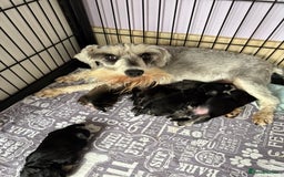 Miniature Schnauzer dogs for sale: Miniature schnauzers pups - Image 1