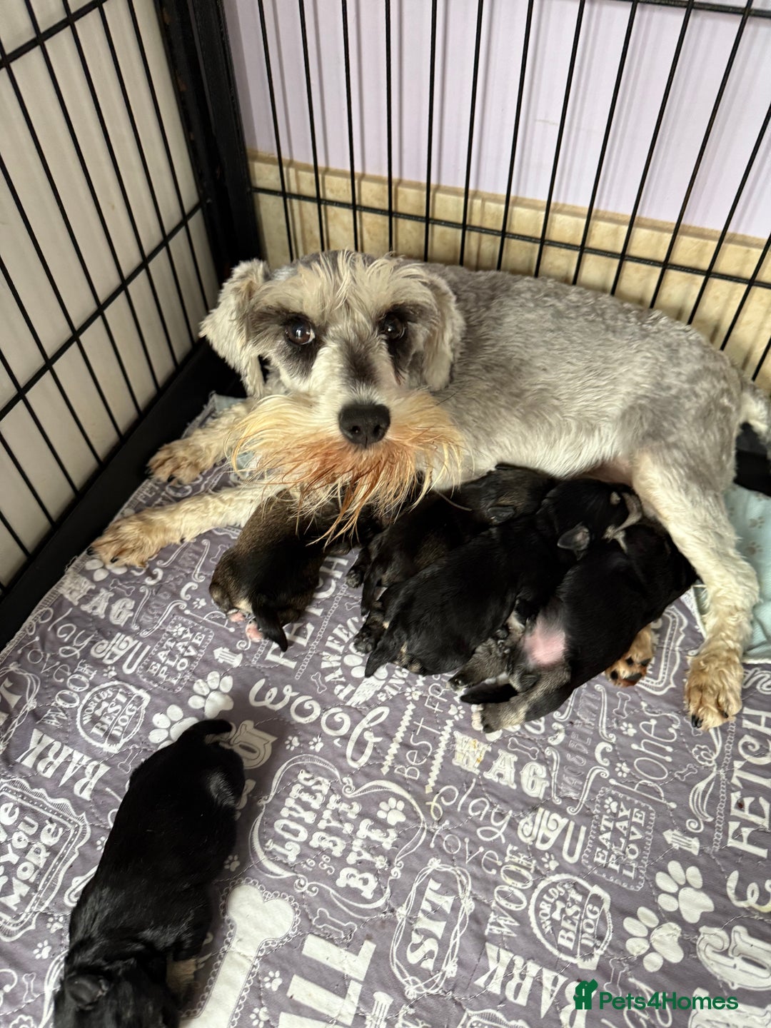 Miniature Schnauzer dogs for sale: Miniature schnauzers pups - Image 1