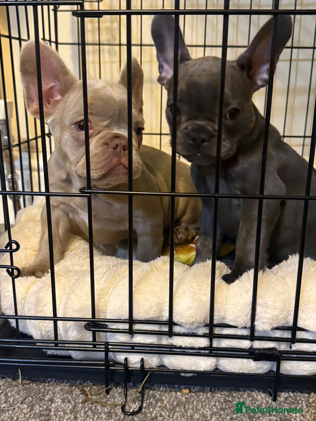 French Bulldog dogs for sale: French Bulldog Puppies  - Advert 9