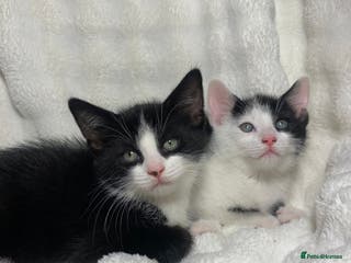 Mixed Breed cats 2 Adorable Kittens Awaiting Their Forever Home🏡 - Advert 1