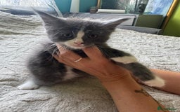 Maine Coon cats for sale: Gorgeous maine coon kittens  - Image 6