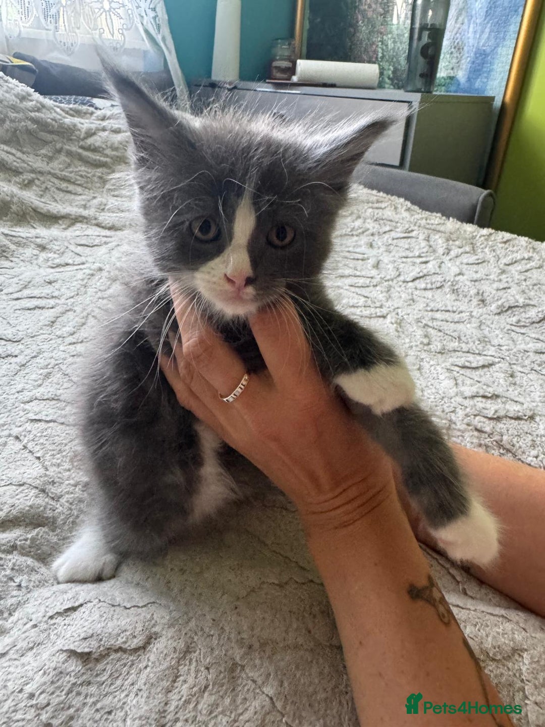 Maine Coon cats for sale: Gorgeous maine coon kittens  - Image 6