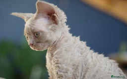 Devon Rex cats for sale: Ravel 💜male Devon Rex available  - Image 12