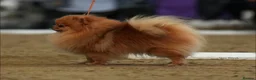Pomeranian dogs for stud: Champion Stud Dogs  - Advert 3